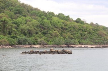 Tayland, Rayong 'da ağaçlarla kaplı bir ada. Doğanın güzellikleriyle çevrili.