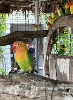Yeşil vücutlu küçük papağanlar, sarı yakalılar ve canlı turuncu-kırmızı yüzler.