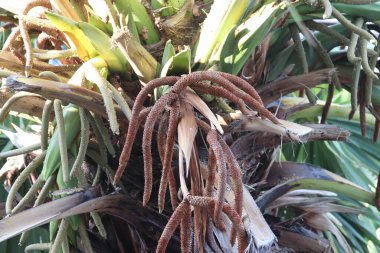 Avuç içinin çiçek kümesi parmakları andırır, topuzlu, yumru benzeri şekillerle.