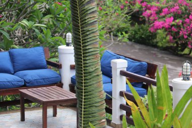 Hindistan cevizi ağacının gövdesi doğal malzemelerle süslenmiş.