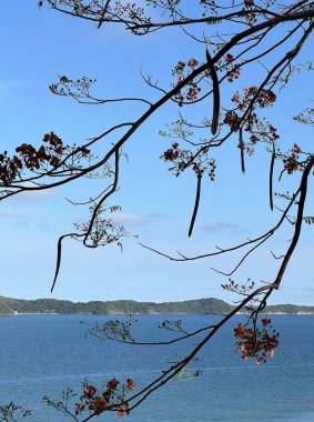 Adayı gören göz alıcı bir ağaç ve arka planda Rayong denizi var.
