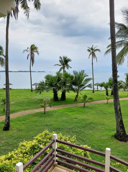 Hindistan ceviziyle süslü, yemyeşil bir bahçe ve arka planda deniz olan hurma ağaçları.