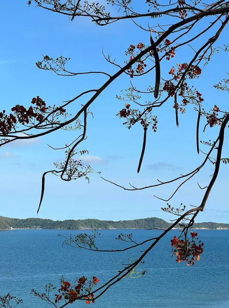Adayı gören göz alıcı bir ağaç ve arka planda Rayong denizi var.