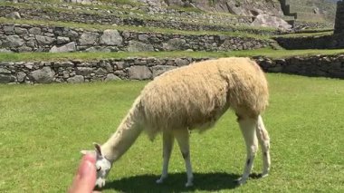 Bir turist Machu Picchu, Peru 'da bir lama dikkati çekmek için parmaklarını şaklatarak şaklatıyor.