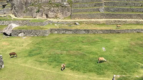 Machu Picchu, Peru 'daki yemyeşil çimlerde otlayan bir grup lama.