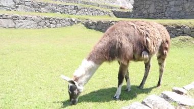 Llama, Peru Machu Picchu 'daki yemyeşil çimlerde otluyor.