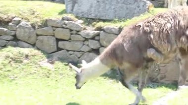 Llama, Peru Machu Picchu 'daki yemyeşil çimlerde otluyor.