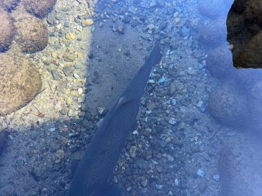 Shirakawa Köyü 'ndeki kanalizasyon kanalında balık var.