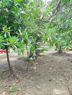 Tropik Bahçede Yuvarlak Meyveli Deniz Mango Ağacı