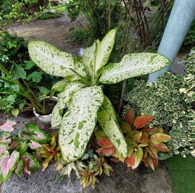 Tayland Home Garden 'da yetişen çeşitli bereketli bitkiler