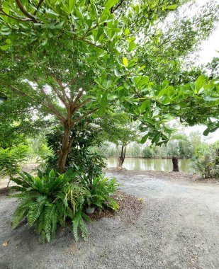 Tropikal Tayland Bahçesindeki Uzun Hint Badem Ağacı