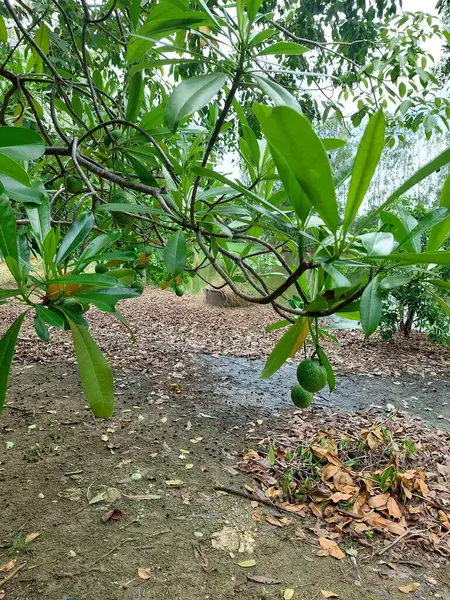 Tropik Bahçede Yuvarlak Meyveli Deniz Mango Ağacı