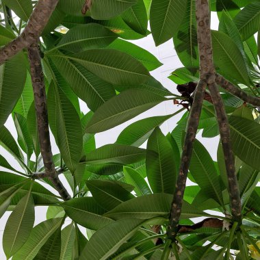 Plumeria Yaprağının Arka Dokuları