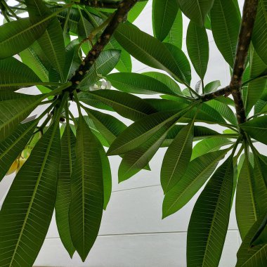 Plumeria Yaprağının Arka Dokuları