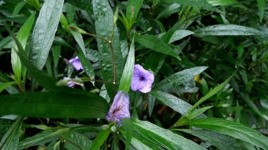 Halka açık bir bahçede çiçek açan mor yakut çiçekleri