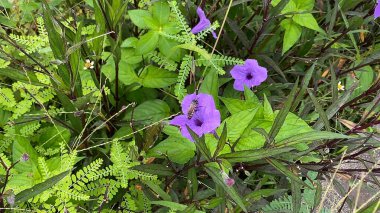 Arılar mor yakut çiçeklerinden nektar toplarlar.