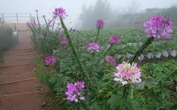 Dikenli örümcek çiçekleri kışın sabah sisinde açar