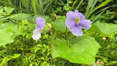Mavi-mor Thunbergia grandiflora çiçeği, yaprakları dökülmüş.