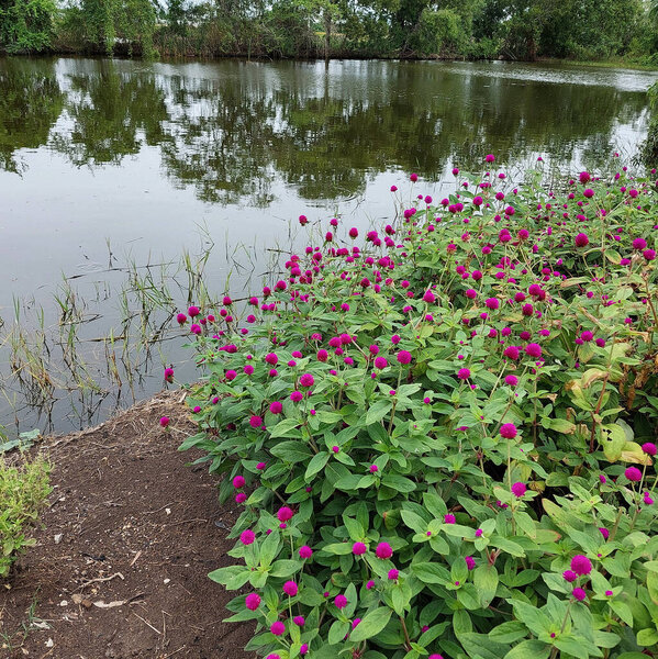 A beautiful purple globe amaranth plant blooming by the pond in a Thai countryside home garden.