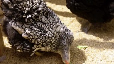 Büyük siyah ve beyaz bir tavuk yerde turşu yiyerek mutlu olur tüyleri kabarır ve gagası hevesle gagalanır. Tavukla turşunun zıt renkleri...