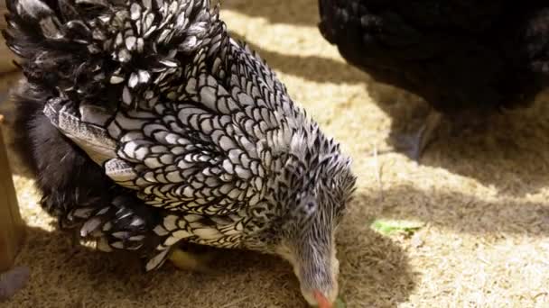 一只又大又黑又白的鸡正在愉快地吃着地上的泡菜 它的羽毛蓬松 它的嘴焦急地啄食着 小鸡和泡菜的颜色有很大的差别 — 图库视频影像