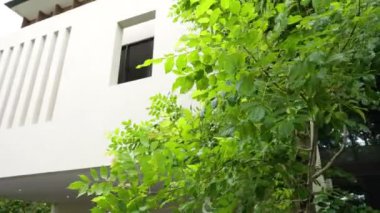 Görkemli bir ağaç zarif bir şekilde modern bir evin dışında duruyor, yemyeşil yaprakları çağdaş mimarinin ince çizgilerine karşı ferahlatıcı bir kontrastlık sağlıyor. Doğanın ahenkli karışımı.