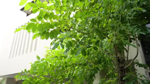 Дерево Стоїть Високо Межами Стрункого Сучасного Будинку Його Гілки Яко — стокове відео