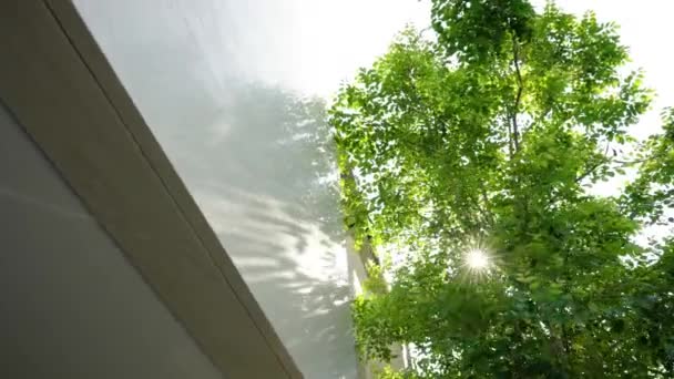 Приголомшливе Дерево Височіє Межами Сучасного Будинку Його Гілки Виходять Небо — стокове відео