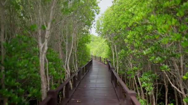Pasarela Teje Través Exuberancia Tailandia Encantador Bosque Luz Del Sol — Vídeo de stock