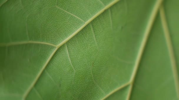 是一片生机勃勃的绿叶的特写 它复杂的脉络和生动的色彩在这个宏观的镜头中展现出来 赞美植物世界复杂的细节和自然的辉煌高质量的4K镜头 — 图库视频影像
