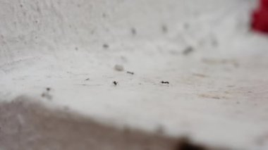 Temiz beyaz arka plandaki karıncalar: Küçük ve çalışkan, yoğun hayatlarını sürdüren karıncaların yakın plan görüntüsü. Minimalist, yüksek kontrastlı bir görüntü en küçük işçilerin güzelliğini gözler önüne seriyor. .