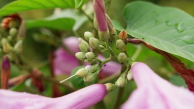 Narin pembe çiçekleri keşfeden küçük karıncaların büyüleyici yakın çekimi. Canlı taç yaprakları ve canlılar arasındaki zıtlık doğanın karmaşık dansına bir bakış sunuyor. Yüksek kalite 4k görüntü