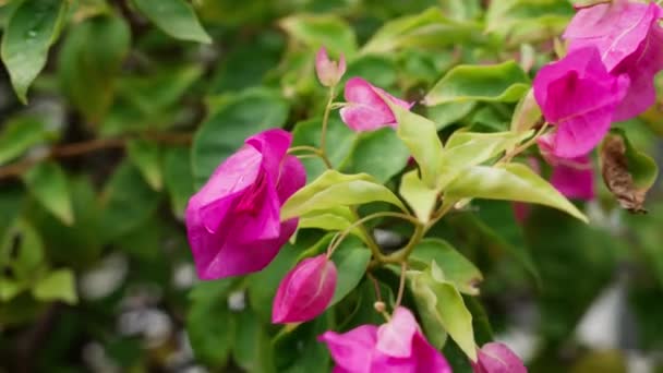 Bougainvillea Bloemen Barstensvol Levendige Kleuren Deze Tropische Bloemen Voegen Een — Stockvideo