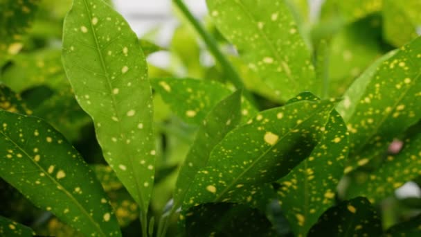 Поразительный Зеленый Лист Украшенный Ярко Выраженными Желтыми Пятнами Уникальный Узор — стоковое видео