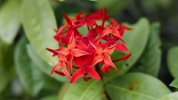 Působivý Detailní Obraz Zářivě Červené Jehly Květiny Vytvořit Odvážný Lákavý — Stock video