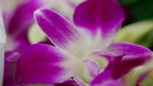 Flor Jardín Púrpura Flor Púrpura Radiante Roba Centro Atención Entorno — Vídeos de Stock