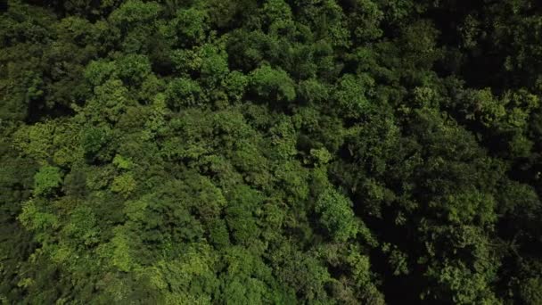Uma Vista Superior Hipnotizante Mostra Mar Árvores Tropicais Verdes Vibrantes — Vídeo de Stock