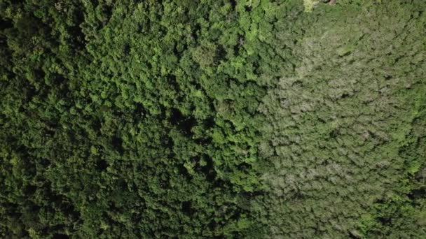 从无人驾驶飞机上俯瞰天空 可以看到茂盛的绿色热带树冠 生机勃勃的树叶形成了迷人的图案 形成了绿色的马赛克 展现了富饶的自然气息 — 图库视频影像