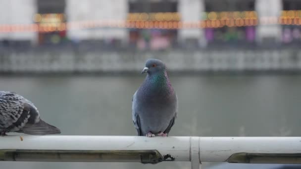一个宁静的场景捕捉到一只鸽子优雅地栖息在栏杆上 背景中俯瞰着一条宁静的河流 在平静的水面上 鸟类的优雅构成了永恒的城市野生动物景观 — 图库视频影像