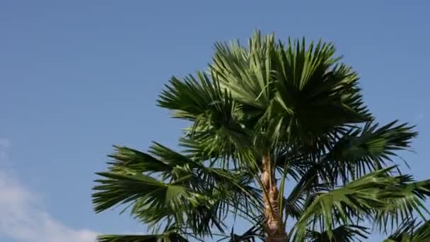 Vysoké Palmy Ladně Houpají Pozadí Jasně Modré Oblohy Tropickém Ráji — Stock video