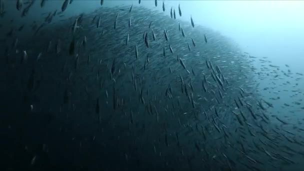 Bajo Agua Una Vista Fascinante Despliega Como Grupo Anchoas Nadan — Vídeo de stock