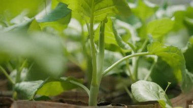 Ellerin dikkatlice bahçedeki bir bitkiyi kesmesi, kusursuz budama ve sağlıklı yeşil yapraklar sergilemesi. Detaylı hareket bahçıvanlık bakımını ve bahçıvanlık videolarının tekniğini vurguluyor.