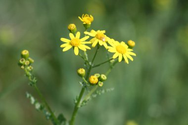 Bahçedeki sarı çiçekler