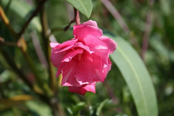 Bahçedeki güzel pembe hybiscus
