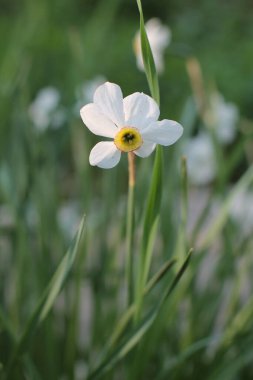 Bahçede güzel narsisler