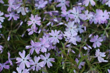 Bahçedeki güzel fenomenler