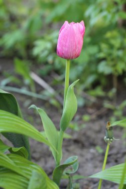 Bahçedeki güzel pembe lale