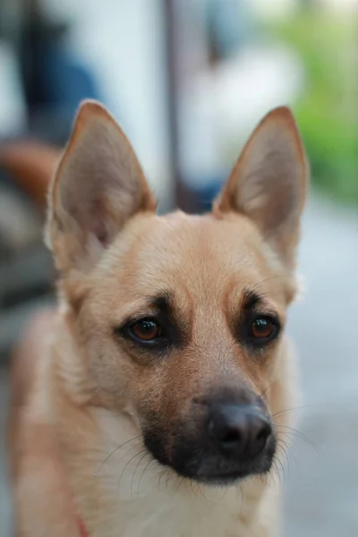 Parktaki köpek