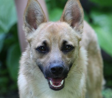 Şirin köpek gülümsüyor ve gözlerine bakıyor.