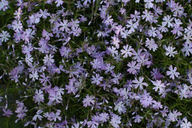 Bahçedeki güzel çiçekler